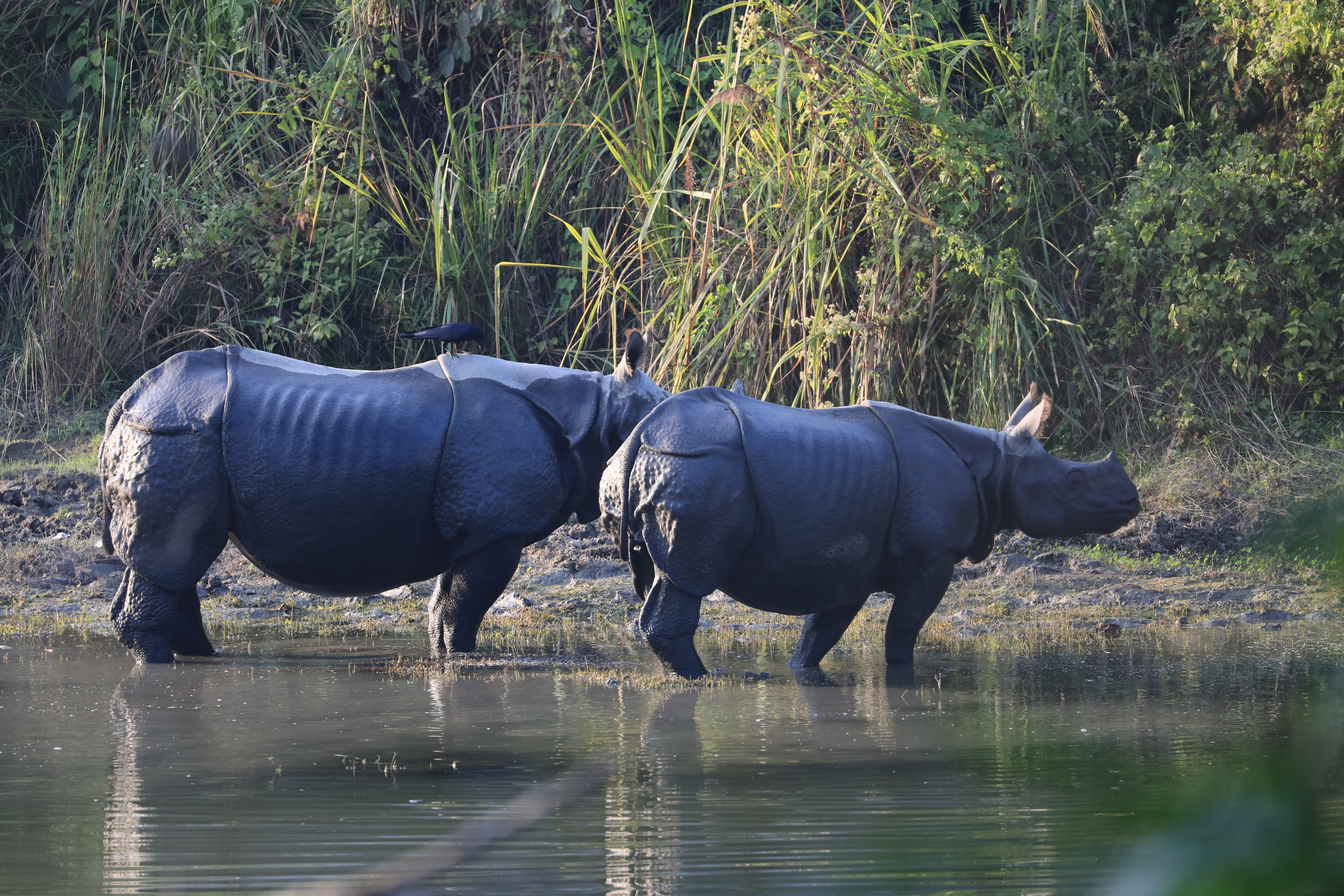 The Essence of Nepal: Heritage, Rural Life & Wildlife